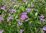 DSC_4513.jpg