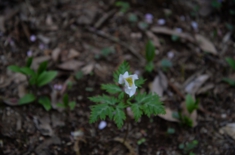DSC_4907.jpg