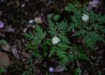 DSC_4902.jpg