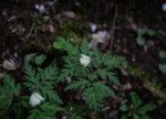 DSC_4903.jpg