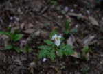 DSC_4907.jpg