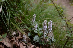 DSC_5094.jpg