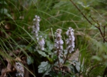 DSC_5090.jpg