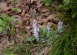DSC_5091.jpg