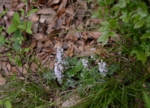 DSC_5093.jpg