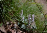 DSC_5094.jpg