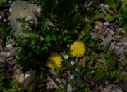 DSC_4487.jpg