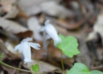 DSC_6339.jpg