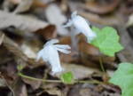 DSC_6340.jpg